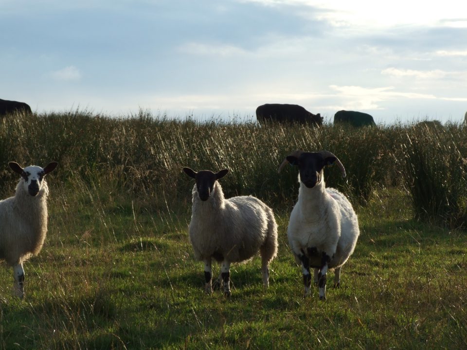 Schade am Hadrianswall