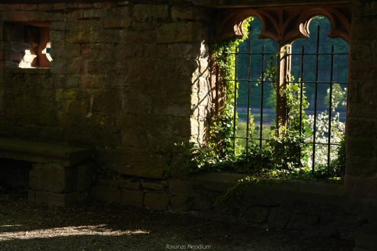 Umranktes Fenster im Klostergarten von Stift Neuburg